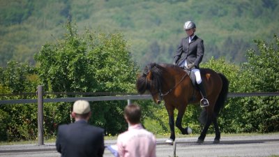 Island horse in a show