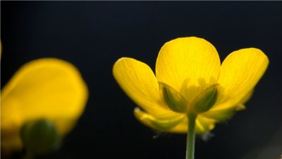 Flower on a meadow