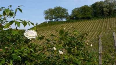 A rose near a vineyard