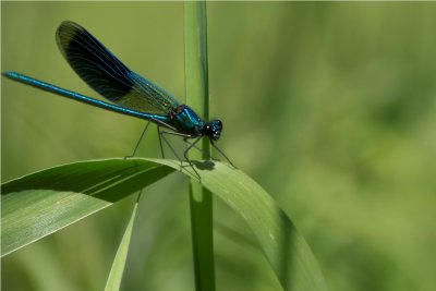 Libelle im Siegtal