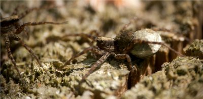 Not an insect but a spider in the woods