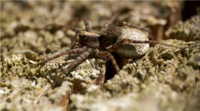 Not an insect but a spider in the woods