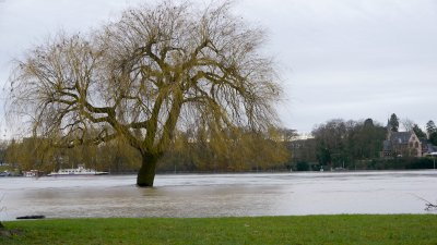 Hochwasser am Rhein