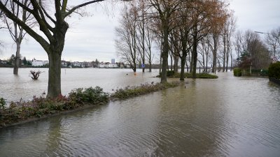 Hochwasser am Rhein