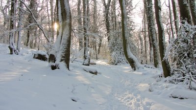 Winter im Siebengebirge