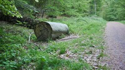 April 2011 - Der Baumstamm am Weg - the tree trunk beside the path