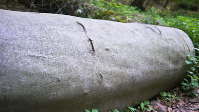 April 2011 - Noch keine Anzeichen der Verrottung - no signs of rotting on the tree bark