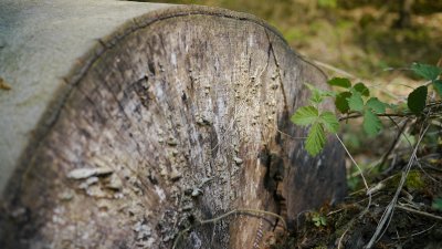 April 2011 - Der Pilz von nahen - the fungus quite close