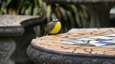 Great Kiskadee