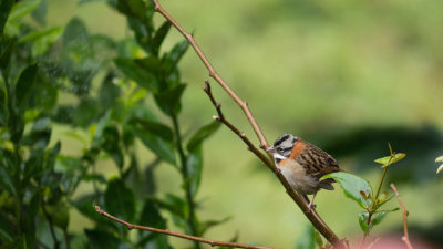 Rufous-collared Sparrow