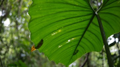 Alocasia, Elefantenohr