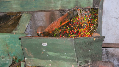 processing of the coffee beans