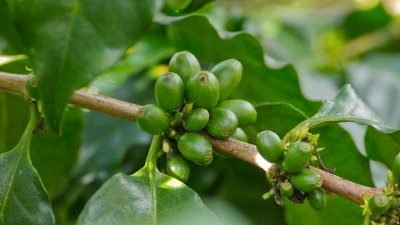 fruits of the coffee plant