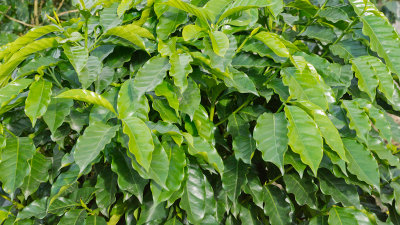 leaves of the coffee plant
