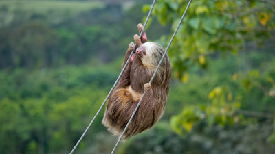 Gallery: Mammals of Costa Rica