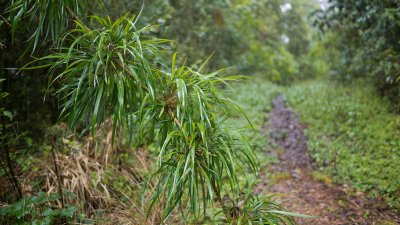 Bambus im Primrwald - Bambus ist keine einheimische Pflanze