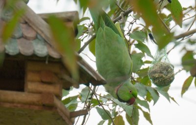 Halsbandsittich in Nachbars Garten (Psittacula krameri)