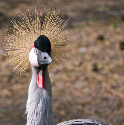 Vogelpark Walsrode
