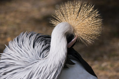 Vogelpark Walsrode