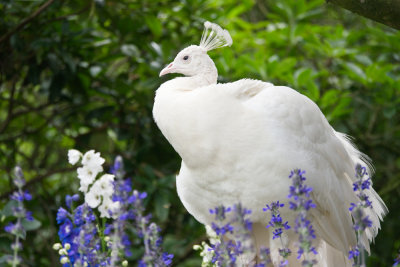 Vogelpark Walsrode