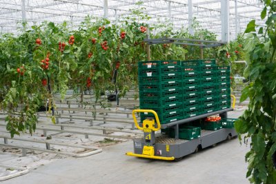 production and transport of tomatoes