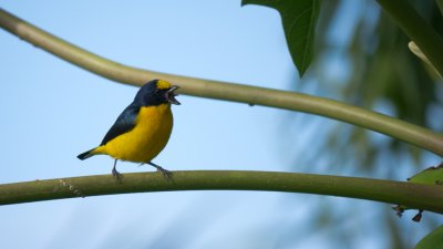 Euphonia hirundinacea