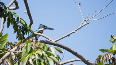 Rotbrusteisvogel - Ceryle torqueta