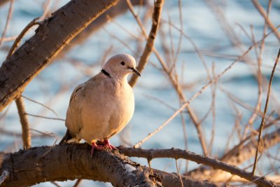 Dove at sunset (Streptopelia decaocto)