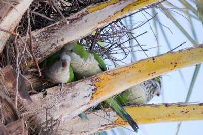 Free living parrots, Mönchssittich, Myiopsitta monachus