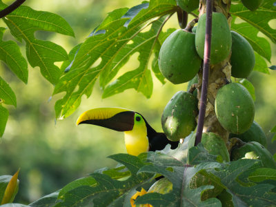 Chsetnut-mandibled Toucan -Costa Rica