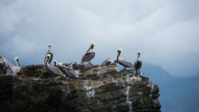 Pelican