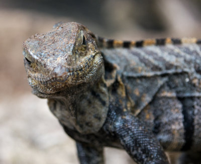 Gallery: Reptiles of Costa Rica
