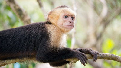 Nationalpark Manuel Antonio