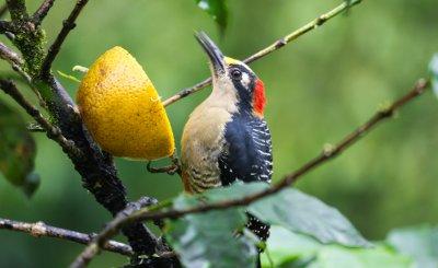 Black-cheeked Woodpecker - Melanerpes pucherani