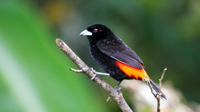 Cherrie`s Tanager adult male