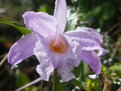 Sobralia - Orchidee