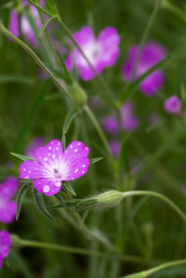 Naturerlebnisgarten, Niederdollendorf