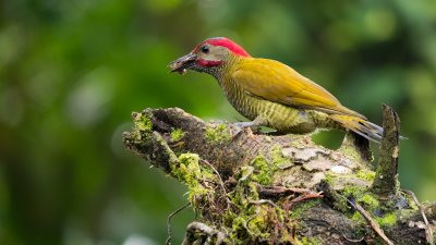 Gallery: Birds of Costa Rica