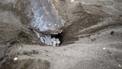 Turtle laying eggs