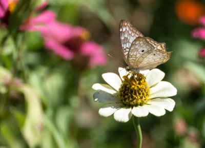 Gallery: Insects of Costa Rica