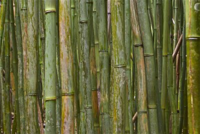 Bamboo 2
