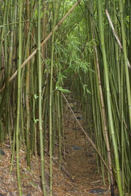Bamboo foot path