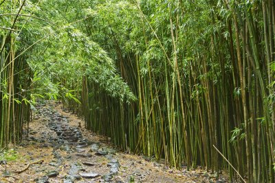 Bamboo Forest