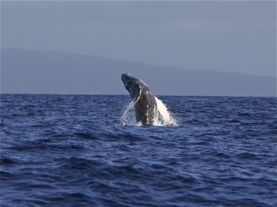 Breach 2
