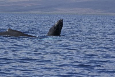 Humpback Mother and baby
