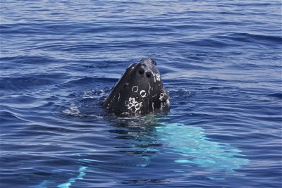 Humpback Spy Hopping