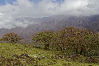Maui's Pasture Land