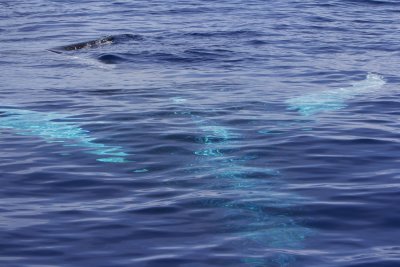 Mother humpback resting upside down