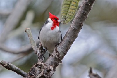 Red Capped Cardinal