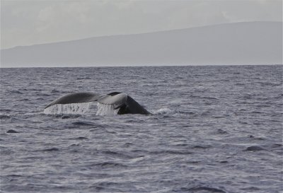 Whale Tail